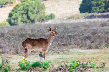 Naklejka na ściany i meble Mountain nyala (Tragelaphus buxtoni) or balbok, large antelope found in high altitude woodlands in a small part of central Ethiopia. Female in Bale mountain. Africa wildlife