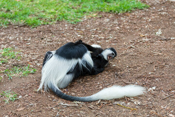 Mantled guereza (Colobus guereza), monkey known simply as the guereza, the eastern black-and-white...