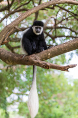 Mantled guereza (Colobus guereza), monkey known simply as the guereza, the eastern black-and-white colobus, or the Abyssinian black-and-white colobus. Lake Awassa, Ethiopia, Africa wildlife