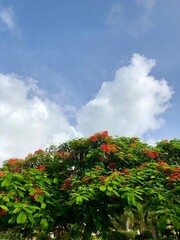 Fototapeta na wymiar Delonix regia or flamboyant, blue sky and clouds in Punta Cana, Dominican Republic