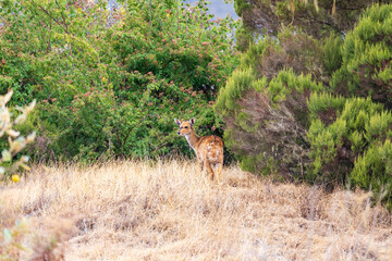 Female of rare endemic Menelik bushbuck (Tragelaphus scriptus meneliki) hiding in bush, antelope in Simien mountains, Ethiopia, Africa wilderness