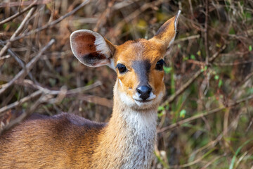 Female of rare endemic Menelik bushbuck (Tragelaphus scriptus meneliki) hiding in bush, antelope in Simien mountains, Ethiopia, Africa wilderness