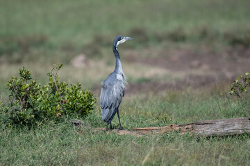 beautiful gray crane bird in natural conditions in a national park in Kenya