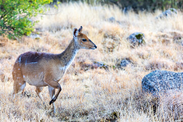 Female of rare endemic Menelik bushbuck (Tragelaphus scriptus meneliki) hiding in bush, antelope in Simien mountains, Ethiopia, Africa wilderness