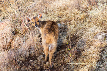 Female of rare endemic Menelik bushbuck (Tragelaphus scriptus meneliki) hiding in bush, antelope in Simien mountains, Ethiopia, Africa wilderness