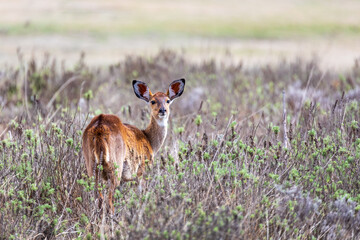 Mountain nyala (Tragelaphus buxtoni) or balbok, large antelope found in high altitude woodlands in a small part of central Ethiopia. Female in Bale mountain. Africa wildlife