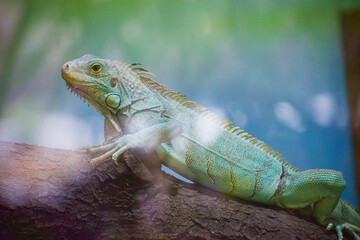 Green Iguana lizard resting on the tree. Herbivorous species of lizard.