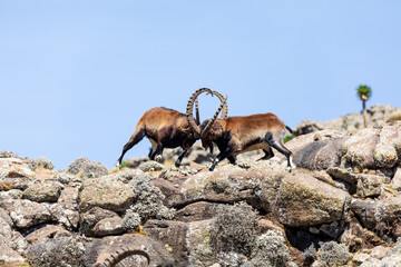 Very rare Walia ibex fighting, (Capra walie), rarest ibex in world. Only about 500 individuals survived in Simien Mountains in Northern Ethiopia, Africa - obrazy, fototapety, plakaty