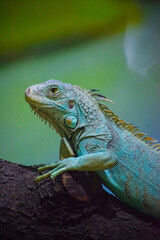 Green Iguana lizard resting on the tree. Herbivorous species of lizard.