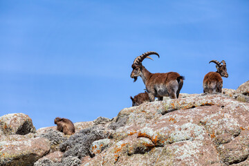Very rare Walia ibex, (Capra walie), rarest ibex in world. Only about 500 individuals survived in Simien Mountains in Northern Ethiopia, Africa - obrazy, fototapety, plakaty