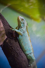 Green Iguana lizard resting on the tree. Herbivorous species of lizard.