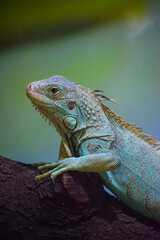 Green Iguana lizard resting on the tree. Herbivorous species of lizard.