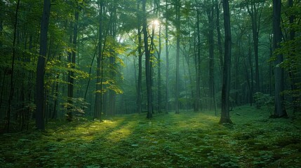 Fototapeta na wymiar Through the green forest canopy filters sunlight.