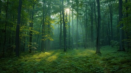 Obraz premium Through the green forest canopy filters sunlight.