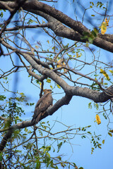 Black kite perching on the tree. Milvus migrans, birds of prey.