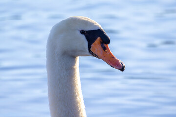 This image features a close-up portrait of a mute swan, distinguished by its white plumage and orange beak with a black base. The swan's head is gracefully positioned, and its eyes are visible, giving