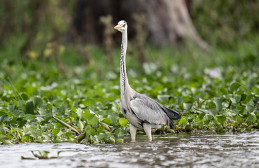 beautiful gray crane bird in natural conditions in a national park in Kenya
