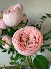 peony rose in bowl