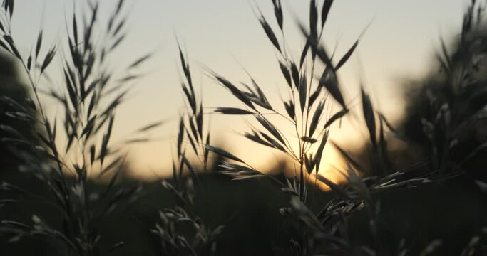 Wild Grass Swaying Swaying in Wind With Beautiful Sunset Background in Slow Motion. Ecosystem Nature Environment, Relaxation Lifestyle and Seasonal Concepts. Summer In Herb Meadow On Countryside.