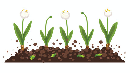 Plant Bulbs in soil. Flat Vector Botany of Growing