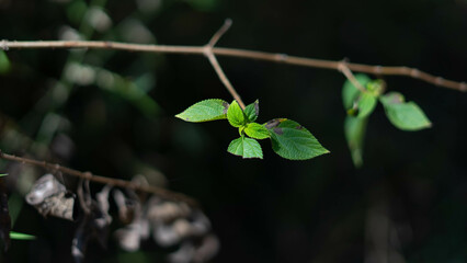 leaves on a branch