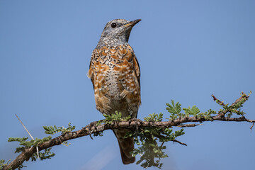gray beautiful Pied Rock Thrush bird in natural conditions in a national park in Kenya