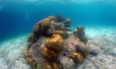 a small reef in the crystal clear waters of the Caribbean Sea