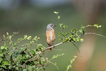 gray beautiful Pied Rock Thrush bird in natural conditions in a national park in Kenya