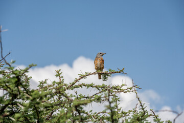gray beautiful Pied Rock Thrush bird in natural conditions in a national park in Kenya