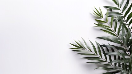 Design element for presentation layout on white background with shadow. Palm leave closeup realistic