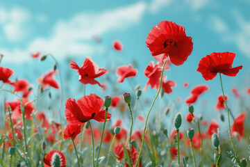 Obraz premium Beautiful meadow with red poppy flowers in the sunlight