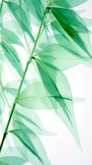 Abstract white-green bamboo leaves on soft background