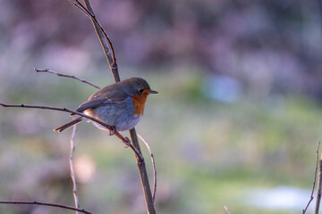 This image captures a European Robin (Erithacus rubecula) perched attentively on a slender, bare branch. The bird's iconic orange-red breast stands out against its grey-brown plumage and the soft