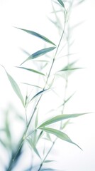 Fototapeta na wymiar Abstract white-green bamboo leaves on soft background
