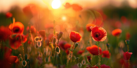 Fototapeta premium Beautiful meadow with red poppy flowers in the sunset light