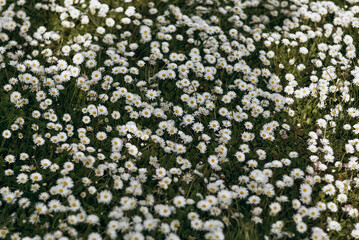 blossoms, blooming, bloom, green, background, beauty, lawn, camomile, medicine, wildflower, nature, spring, field, yellow, summer, flora