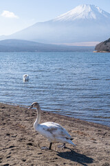 swans and duck in the lake Yamanaka and mount Fuji behind