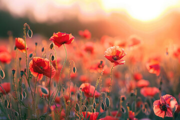 Obraz premium Beautiful meadow with red poppy flowers in the sunset light