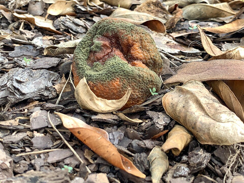 An orange covered with fungal spores slowly rotting on the floor of the grove