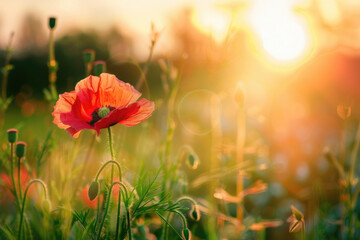 Obraz premium Beautiful meadow with red poppy flowers in the sunset light