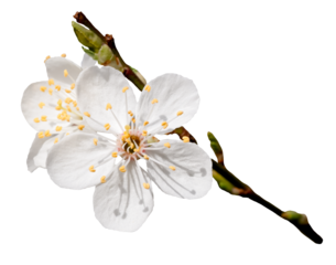  Cherry blossom flower in blooming with branch isolated, White Spring Sakura flower.Cherry blossom flower in blooming with branch isolated, White Spring Sakura flower.