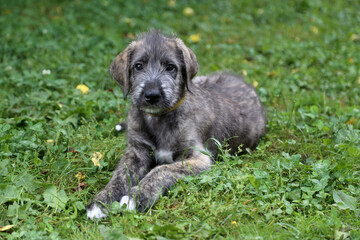 Irish Wolfhound puppy lies on the green grass.