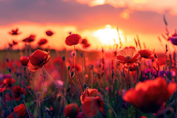 Fototapeta na wymiar Beautiful meadow with red poppy flowers in the sunset light