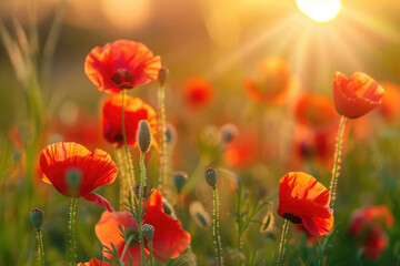 Fototapeta premium Beautiful meadow with red poppy flowers in the sunset light