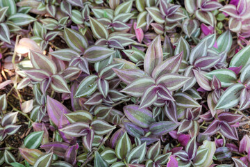 ゼブリナ・ペンデュラの葉っぱ