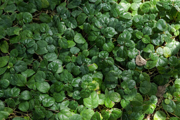 ミヤコジマソウの葉っぱ