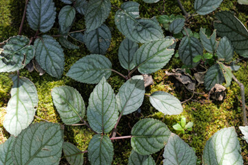 シソモドキの葉っぱ