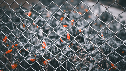 fence