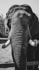 Elephant in zoo - Wildlife Photography