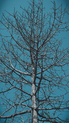 tree in winter